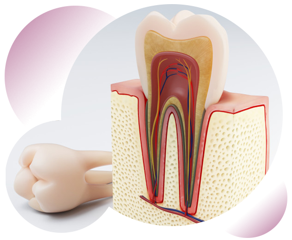 Ендодонтия